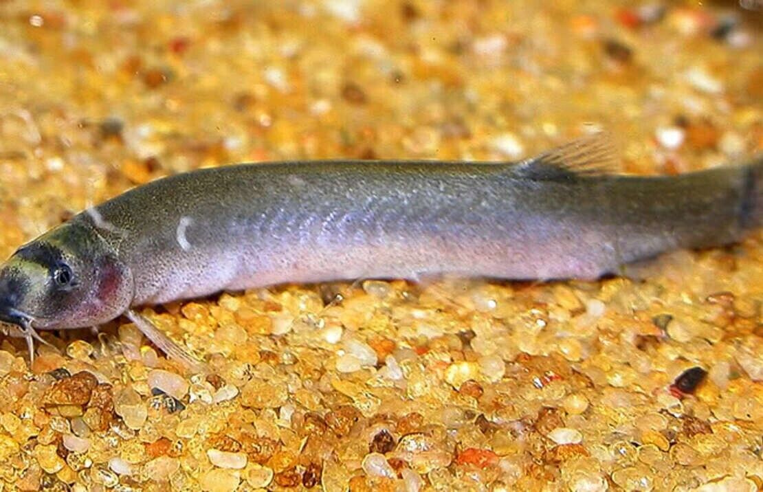 Freshwater fashion loach fish