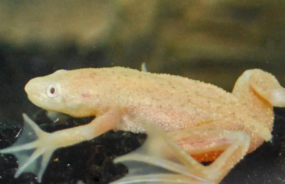 Shops african dwarf frog near me