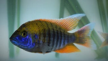 MALAWI CICHLIDS