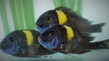 TANGANYIKA CICHLIDS