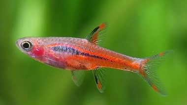 DANIOS & RASBORAS