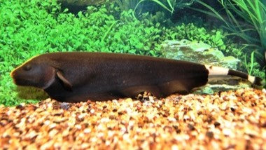 KNIFE FISH