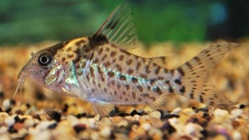 CORYDORAS