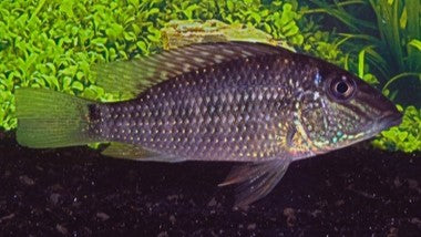 CICHLIDS - SOUTH AMERICAN