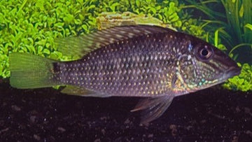 CICHLIDS - SOUTH AMERICAN