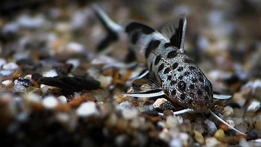 SYNODONTHYS