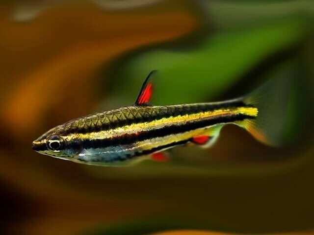 FRESHWATER FISH