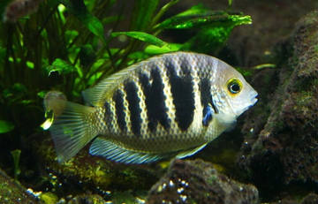 CICHLIDS - SOUTH AMERICAN