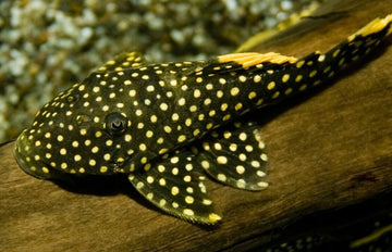 PLECOSTOMUS