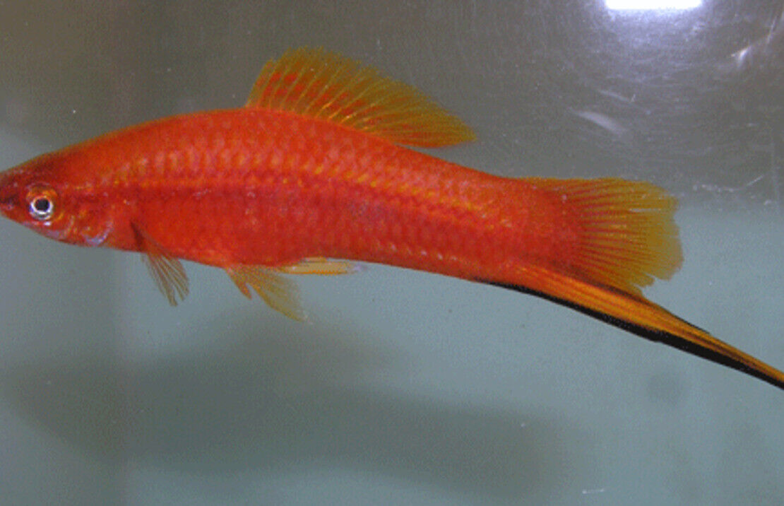 SWORDTAILS