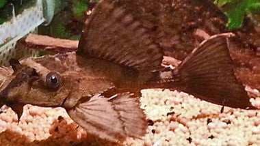 PLECOSTOMUS