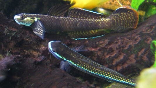 2 RARE Rainbow Stiphodon Goby Live Tropical Fish Limited Stock Fast Ship Nano