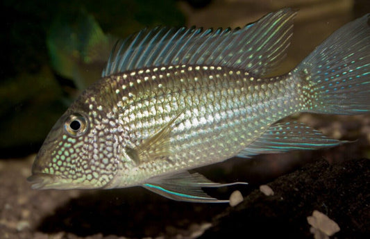 Jurupari Cichlid 2" Satanoperca Jurupari Cichlid Live Tropical Aquarium Fish