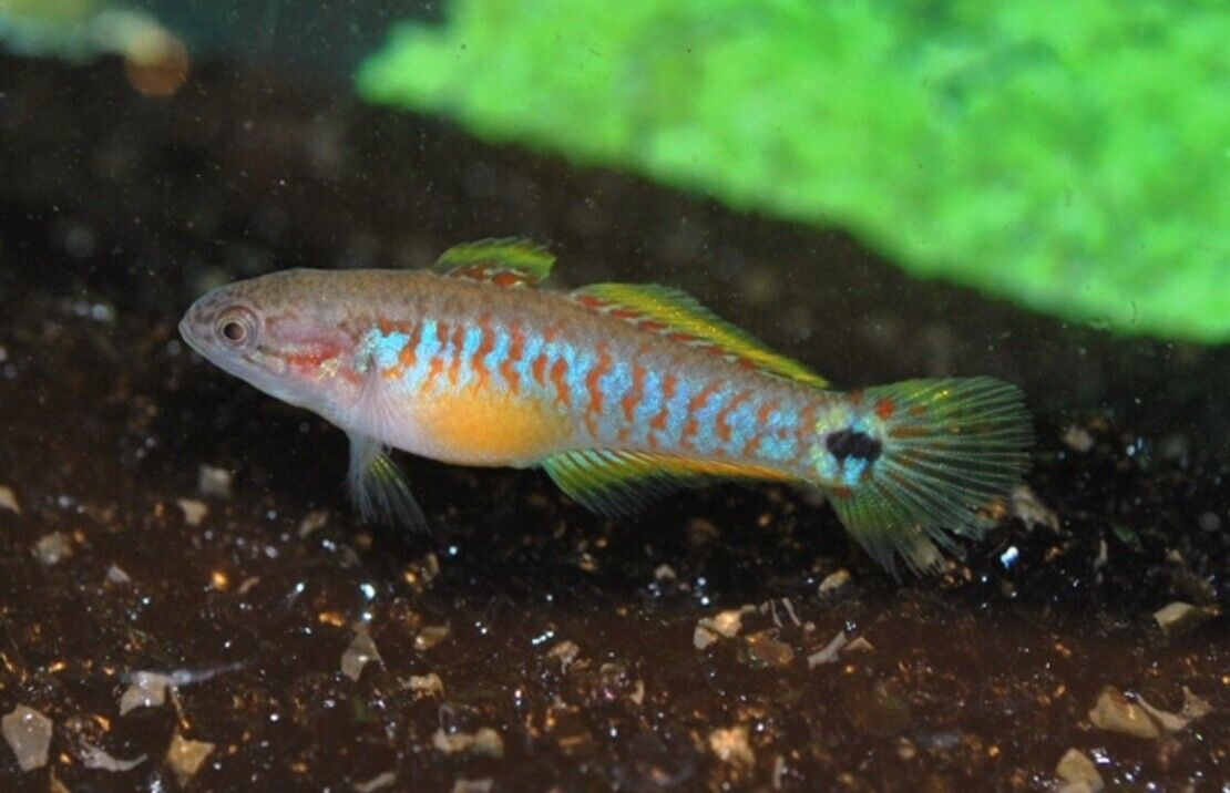 2 Pack Captivating Peacock Goby Live Fish: Stunning Nano Species Gudgeon WOW