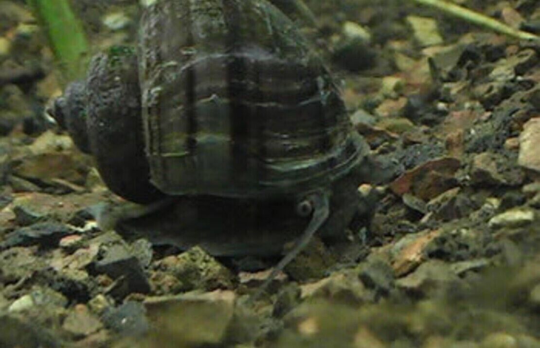 3 Black Mystery Snails (3-Pack Small) Live Freshwater Algae Eaters Tank Cleaners