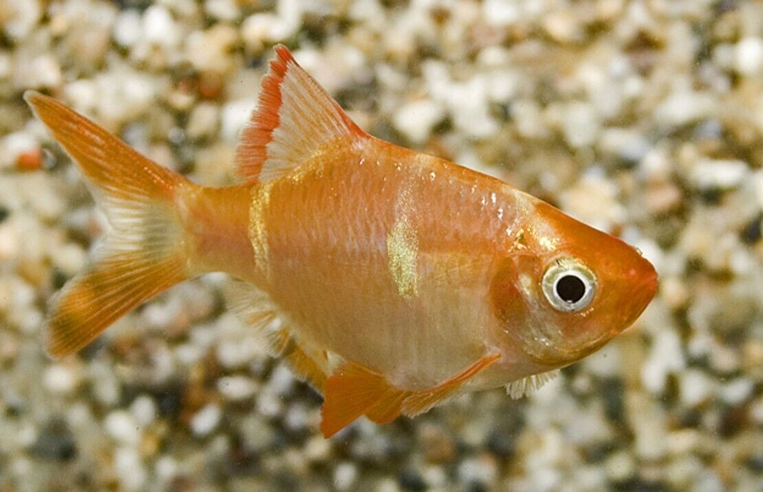 ALBINO TIGER BARB 12 Pack Live Fish Active Healthy Aquarium Fish Fast Shipping