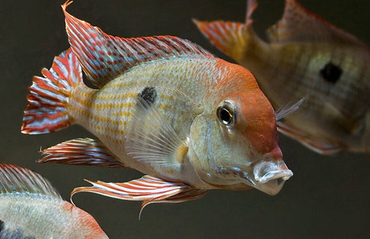 3 Red Head Tapajos  1.25" - 1.5" - Beautiful Geophagus Live Fish Healthy Active