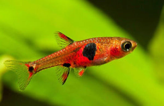 12 MACULATUS DWARF RASBORA (Boraras Maculatus) Nano Fish FAST SHIP Live Fish