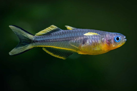 6X 🌈 Forktail Blue Eye Rainbow Fish - A Colorful Marvel 🐟 Pseudomogil Furcatus