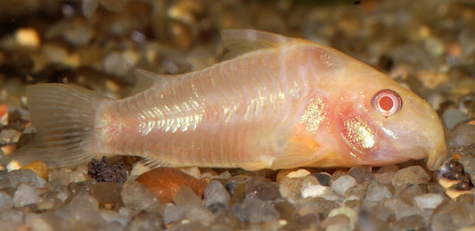 (3 Pack) Albino Corydoras Paleatus - Cory Catfish - Live Fish Awesome Lively