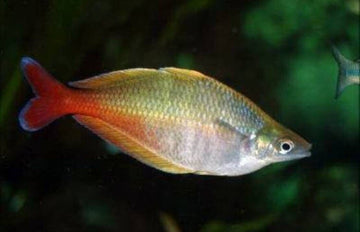 2 PACK Bleheri Rainbow - Rainbowfish live Fish Tropical Aquarium Fish