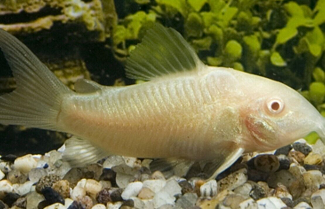 Albino Cory  (6 PACK)- Albino Corydora Catfish - Live Fish (SM) Aquarium Fish