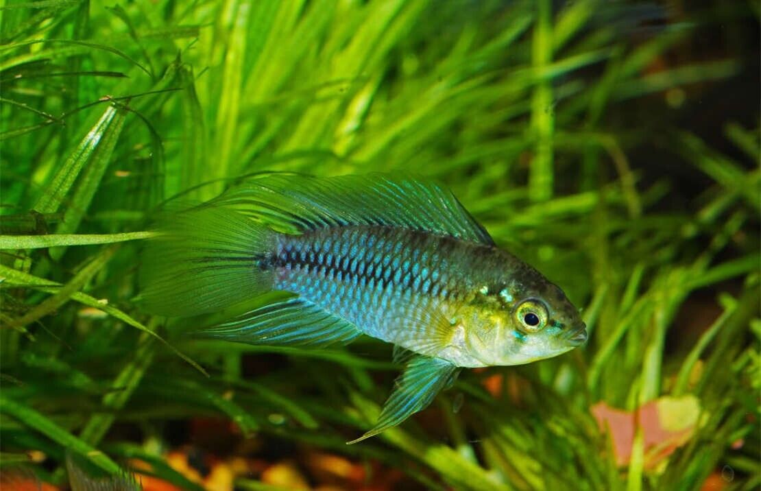 1 PAIR Juvenile Apistogramma Borelli Live Fish Tropical Aquarium Fish Beautiful