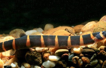 6 Striped Kuhli Loaches Live Freshwater Aquarium Fish Enigmatic Bottom-Dweller!