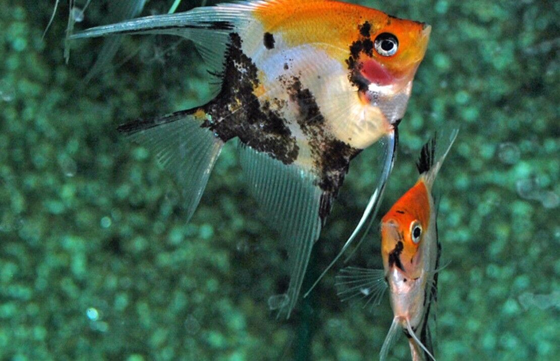 3 Pack Koi Angel Quarter Size Body Healthy Live Angel Fish tropical aquarium