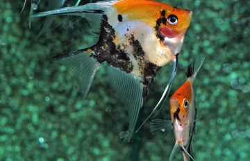 3 Pack Koi Angel Quarter Size Body Healthy Live Angel Fish tropical aquarium