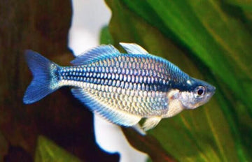 4x Blue kamaka Melanotaenia Kamaka Rainbowfish Freshwater Aquarium Live Fish M/L