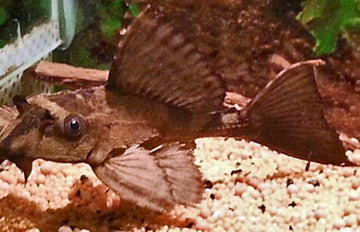 Rhino Crocodile Plecostomus 3 - 3.5 inch Pleco - Live Fish Fast Shipping