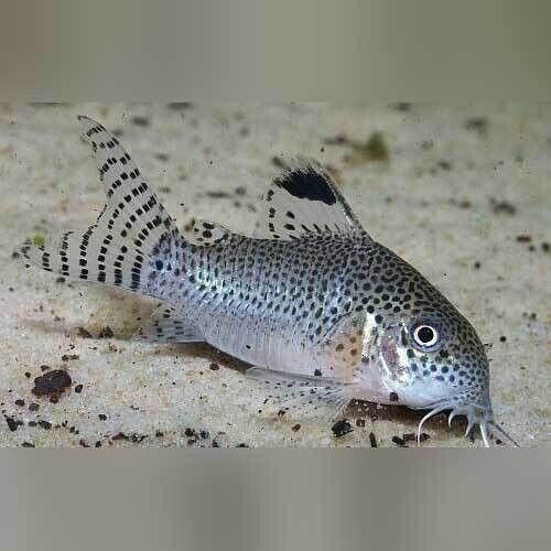 6x PUNCTATUS M/L SPOTTED CORY CAT CORYDORAS LIVE FRESHWATER TROPICAL FISH WOW!