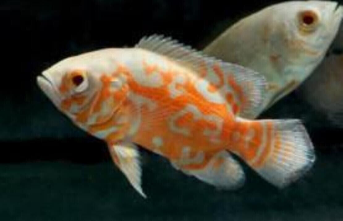 2x Albino Tiger Oscars 2 - 2.5" Astronotus Ocellatus Live Tropical Aquarium Fish