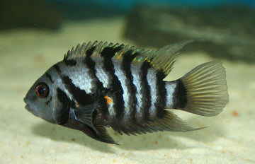 12 Black Convict Cichlid Group Live Fish Unique African Cichlid Species Aquarium