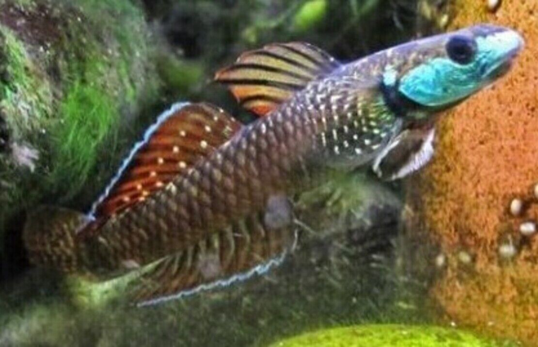 2 RARE Rainbow Stiphodon Goby Live Tropical Fish Limited Stock Fast Ship Nano