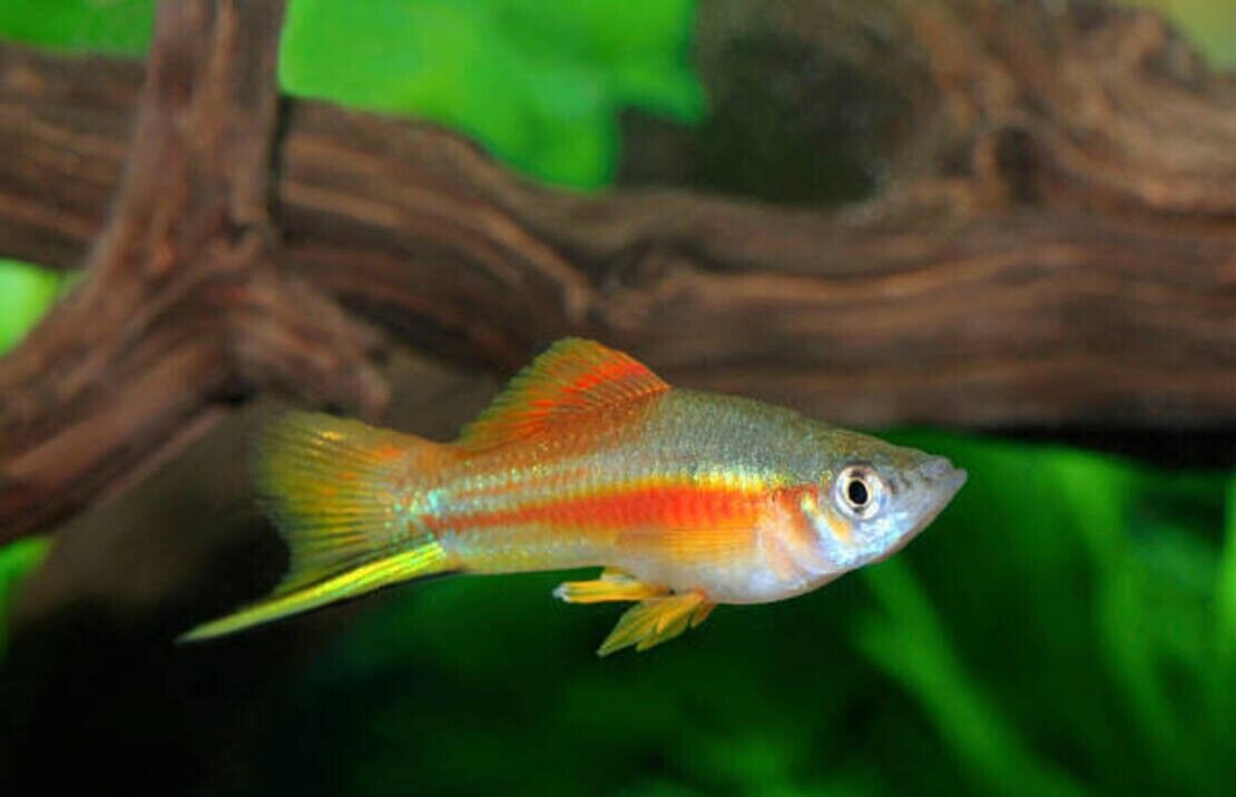 5x GREEN NEON SWORD Hard to find Freshwater Live Fish Healthy Beautiful