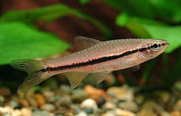 12 BRILLIANT RASBORAS  (Rasbora einthovenii) Rare striking Live Fish Crazy Price