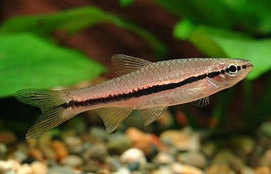 12 BRILLIANT RASBORAS  (Rasbora einthovenii) Rare striking Live Fish Crazy Price