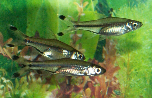 12 Pack RASBORA SCISSORTAIL Awesome looking little fish!  (Rasbora trilineata)