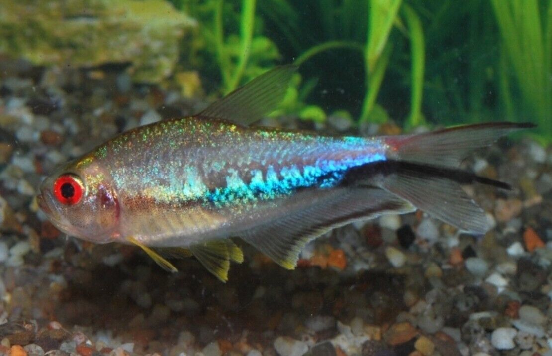 12x Rainbow Emperor Tetra RARE LIVE TROPICAL FISH Great Fish Awesome Price.