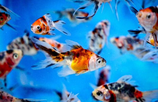 3x  (2"-2.5"+) Assorted Calico Fantail CUTE Goldfish Healthy Live Aquarium Fish