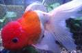 2X Assorted ORANDA Fantail Goldfish 3.5