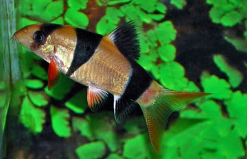 4 pack Clown Loach - Chromobotia macracanthus - (4x) Live Fish (2"+) Freshwater