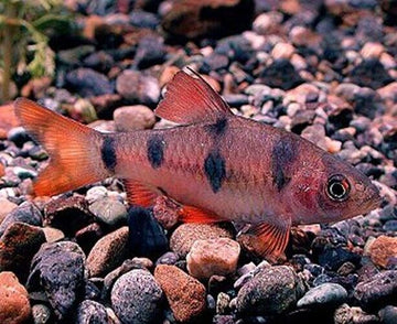 CLOWN BARB 3 Pack Live Fish Active Healthy Aquarium Fish Fast Shipping