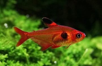 12X Red Phantom Tetras - Stunning Fish Freshwater Aquariums Live Fish Fast Ship