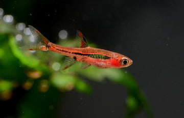 6 Redfin Mosquito Rasbora Boraras Brigittae Live Freshwater Aquarium Fish