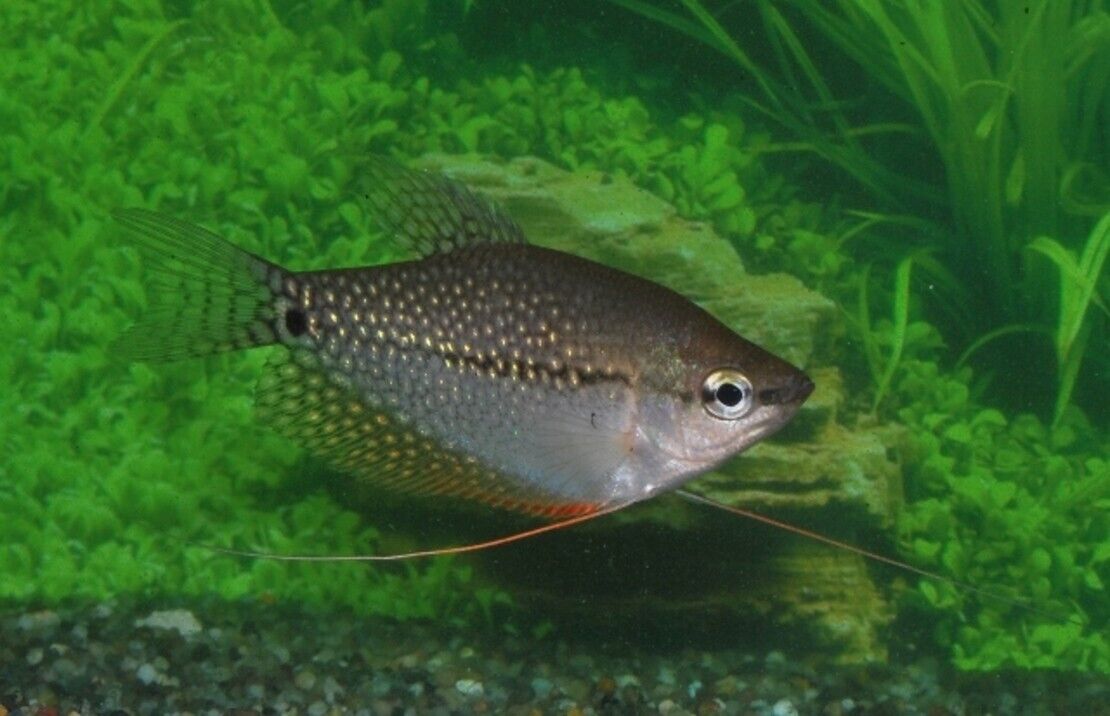 3x Exquisite Pearl Gourami - Stunning Tropical Fish - Fast Shipping -Buy It Now!