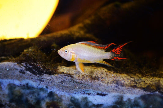 1 PAIR Apistogramma Cacatuoides Gold Live Tropical Aquarium Fish Fast Ship