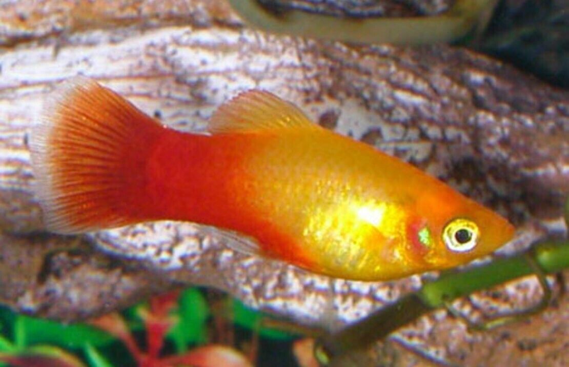 Colorful 12-Pack Sunset Platy Live Fish: Vibrant Community Aquarium Species